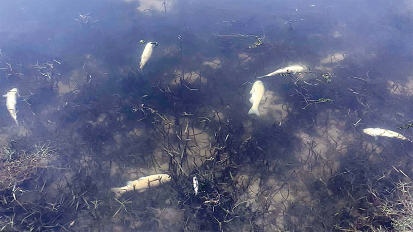 Yuvalı Deresi’ndeki balık ölümleri araştırılıyor