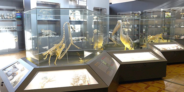 Trakya Üniversitesi Doğa Tarihi Müzesi’nde 40 yılda toplanan örnekler sergilenecek