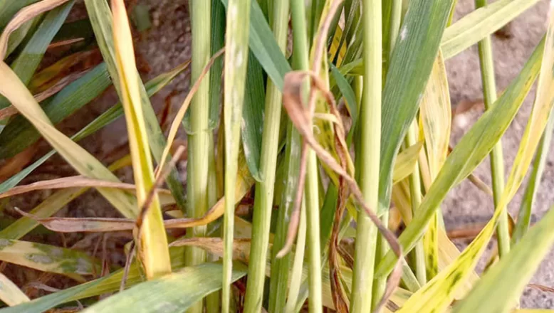 Buğday ve arpa ekili alanlarda kök boğazı ve külleme hastalığı görüldü