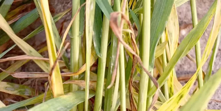 Buğday ve arpa ekili alanlarda kök boğazı ve külleme hastalığı görüldü