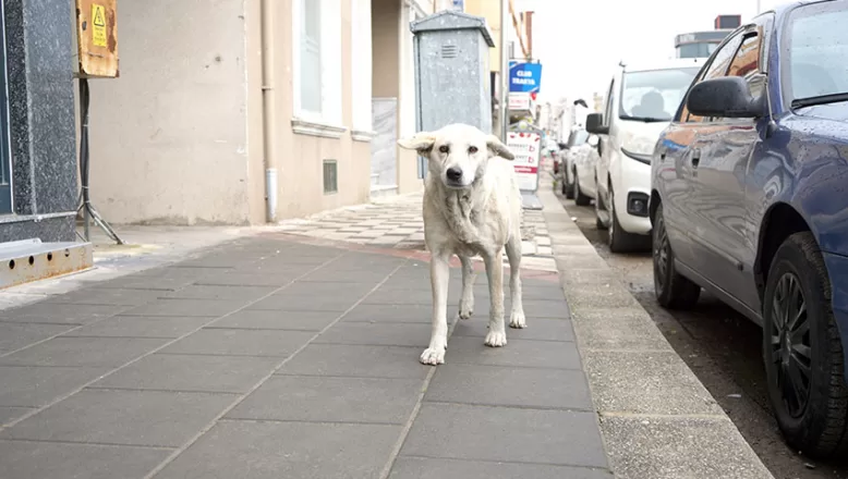 Edirne’de “sahipsiz köpekler kayboldu” iddiasıyla suç duyurusu