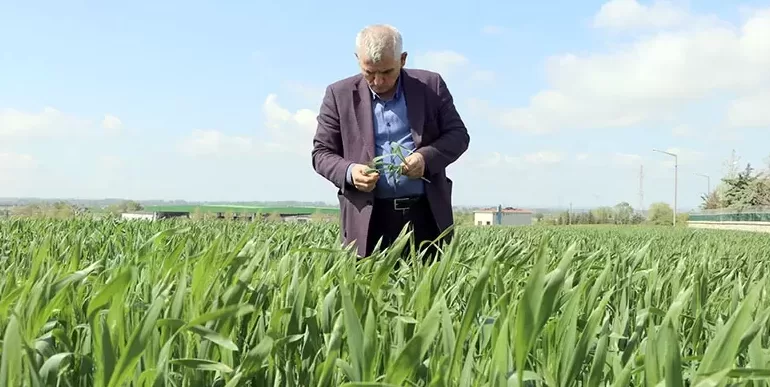 Buğdayda görülen “pas” hastalığına karşı kontrol ve ilaçlamanın ihmal edilmemesi gerekiyor