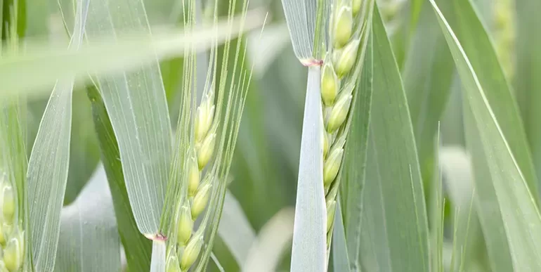 Trakya’da bahar yağmurları buğdayda yüksek rekolte beklentisini artırdı