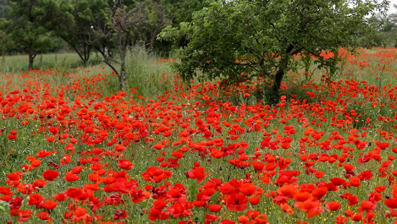 Edirne’de gelincikler arazileri kırmızıya boyadı