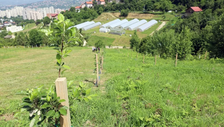 TİKA’nın destekleriyle Saraybosna’da meyve bahçesi oluşturuldu