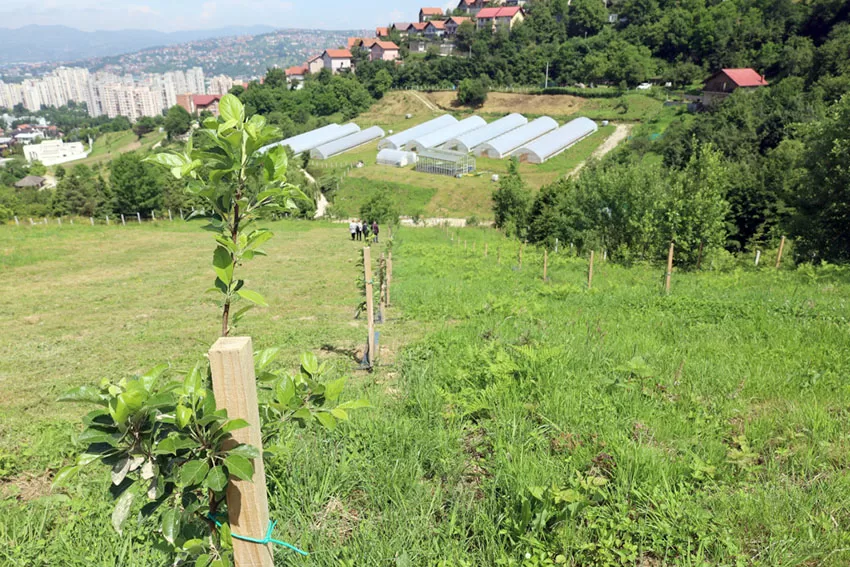 TİKA’nın destekleriyle Saraybosna’da meyve bahçesi oluşturuldu