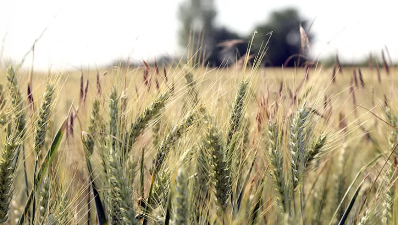 Edirne’de bu sezon buğday rekoltesinin yüksek olması bekleniyor