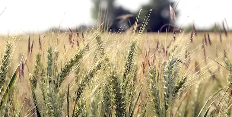 Edirne’de bu sezon buğday rekoltesinin yüksek olması bekleniyor