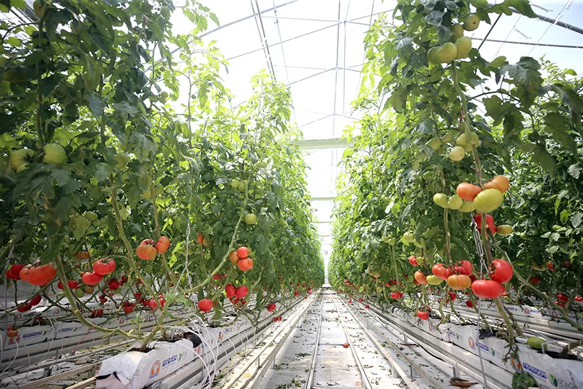 Kırklareli’nde jeotermal su kaynaklarıyla üretilen domatesin ihracatına başlandı