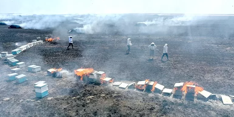 Yüzlerce arı kovanı yandı