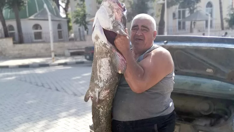 Meriç Nehri’nde yaklaşık 2 metrelik yayın balığı yakalandı