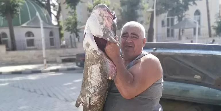 Meriç Nehri’nde yaklaşık 2 metrelik yayın balığı yakalandı