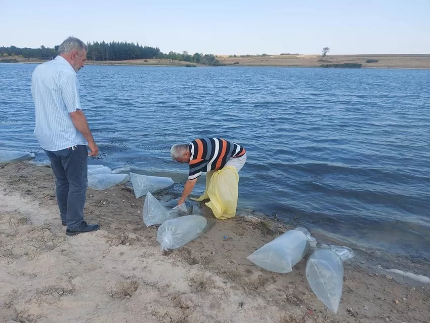 Edirne’de yetiştirilen 5,5 milyon sazan balığı yavrusu göllere bırakıldı