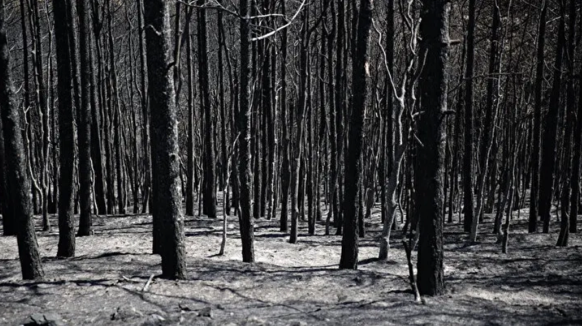 Yunanistan son 20 yılın en büyük orman yangınını yaşadı