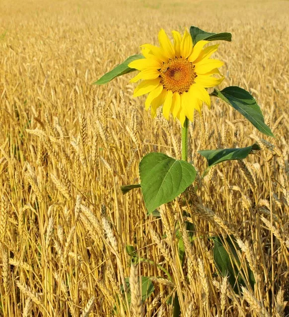 Edirne Ticaret Borsası’nda buğdayın kilogramı en yüksek 8,249 liradan satıldı.