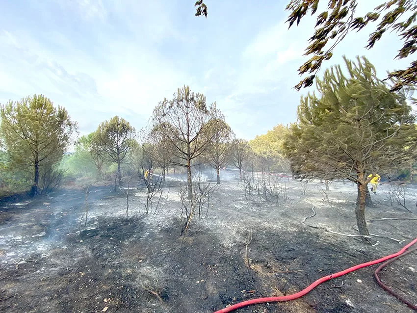 Biga’da çıkan orman yangınında 1 hektar alan zarar gördü
