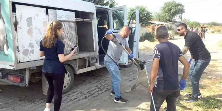 Edirne’de okul çevrelerindeki saldırgan sahipsiz köpekler toplanıyor