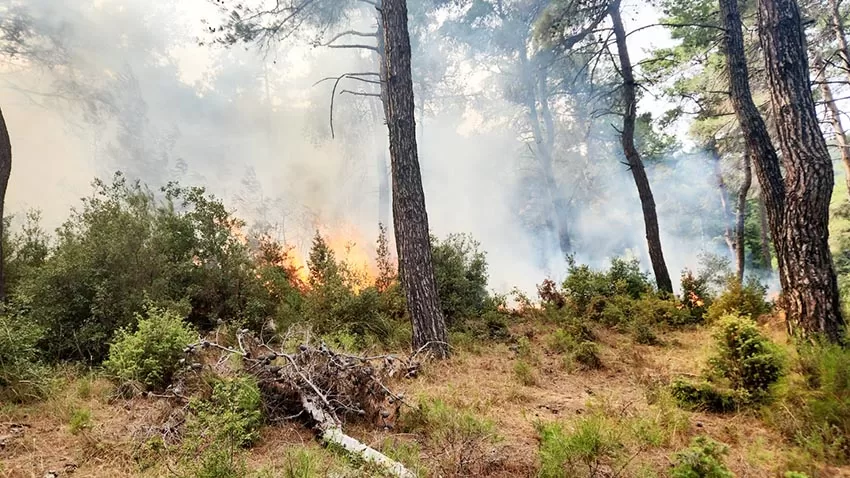 Çanakkale’de yıldırım isabet eden ormanlık alanda yangın çıktı