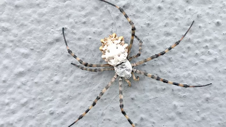 Tekirdağ’da “argiope lobata” türü örümcek görüldü