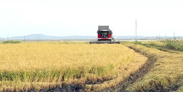 Türkiye’nin çeltik üretiminin yarısına yakınının yapıldığı Edirne ovalarında hasat başladı