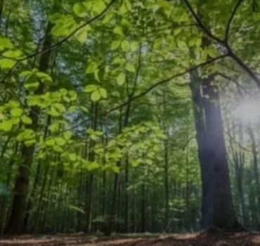 Kuzey Makedonya’da ormanlara giriş yasağı kaldırıldı
