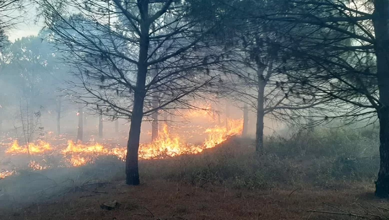 Çanakkale’de çıkan orman yangınında 2,8 hektar alan zarar gördü
