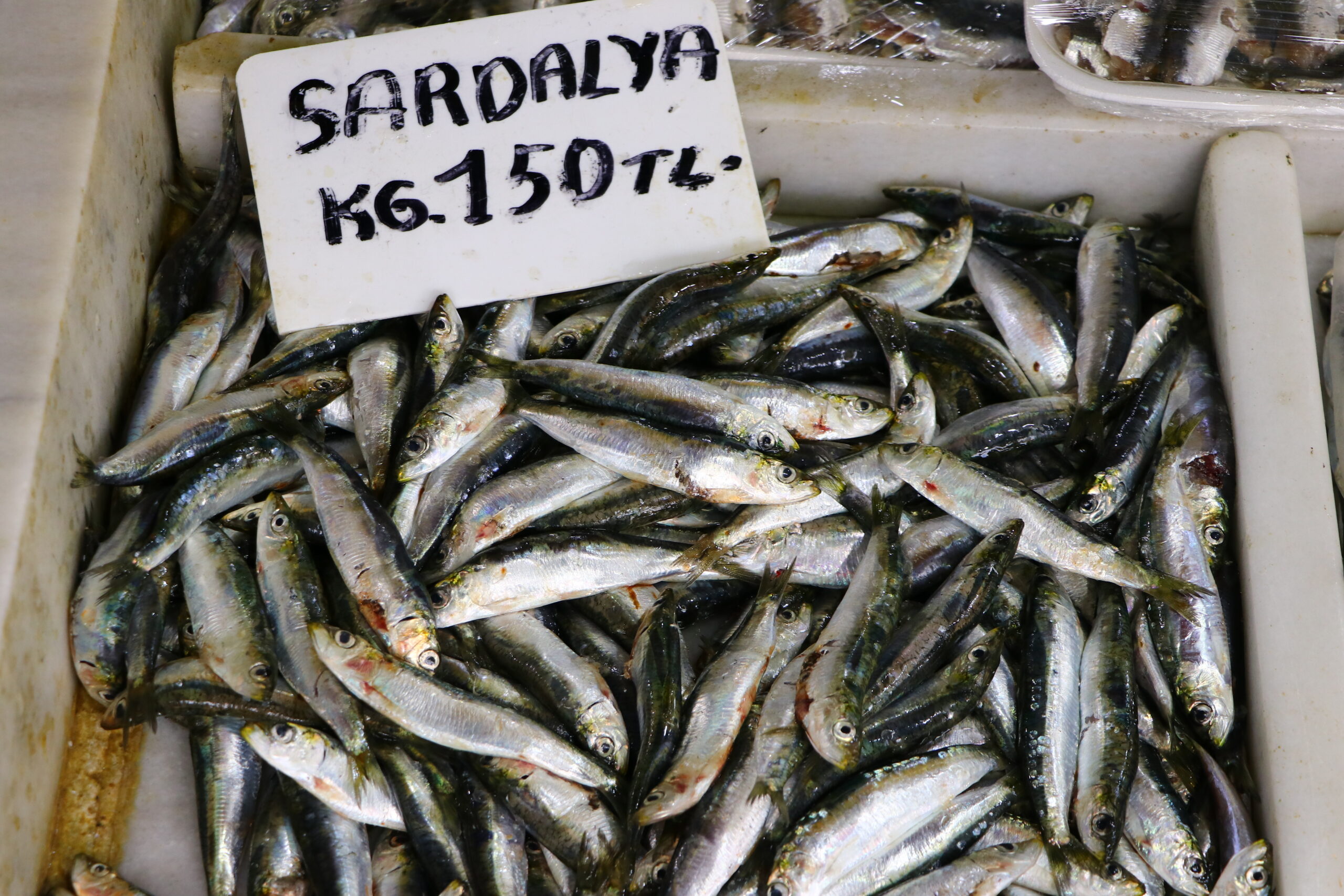Tekirdağ’da sardalya tezgahların yeni gözdesi oldu
