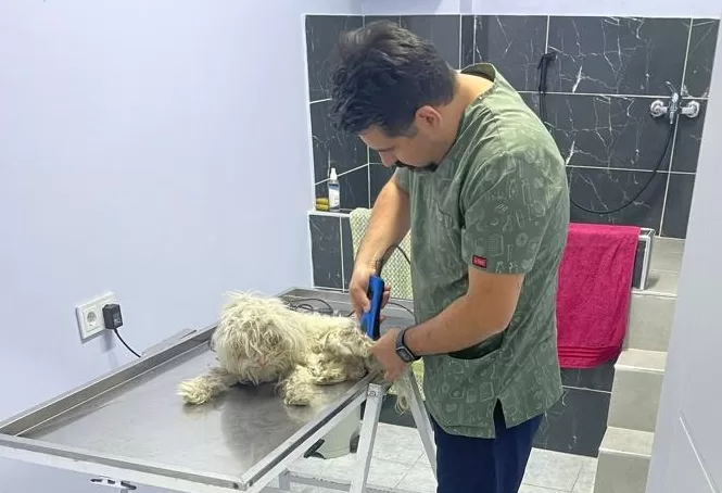 Edirne’de hayvan barınağı kapısına bırakılan yaralı köpekler tedaviye alındı