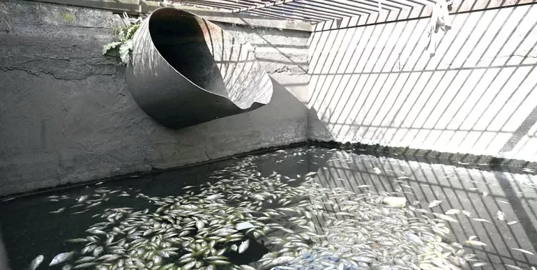Edirne’de DSİ, kanalda balık ölümleriyle ilgili inceleme yaptı