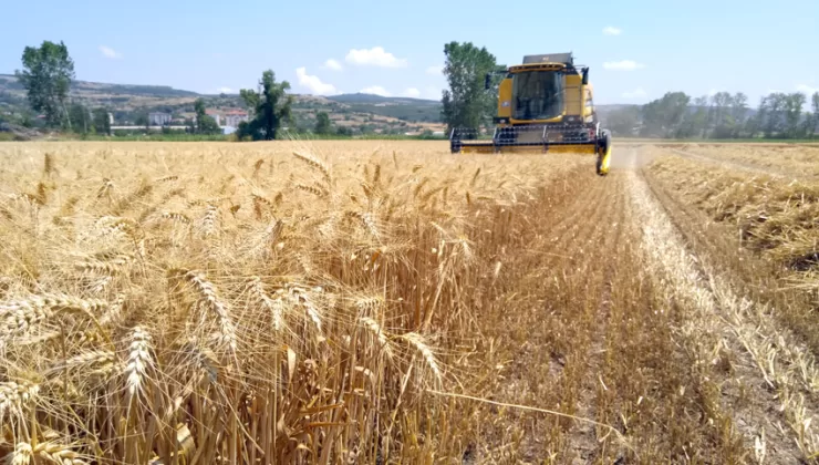Buğdayın kilogramı en yüksek 8,660 liradan satıldı