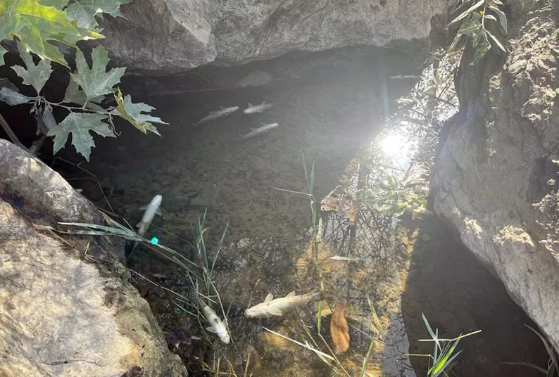 Çanakkale’deki Kocabaş Çayı’nda balık ölümleri görüldü