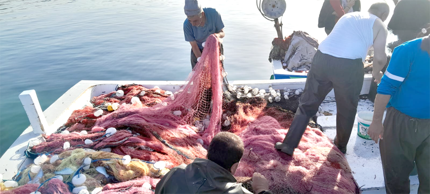 Saros’a açılan balıkçılar, kıyıya bin 300 lüfer ile döndü