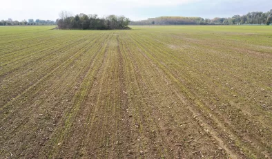 Trakya’da etkili olan yağışlar buğday tohumlarının filizlenmesine yetti