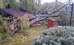 Edirne’de fırtına nedeniyle ağaçlar devrildi