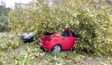 Devrilen ağaç park halindeki 3 otomobile zarar verdi