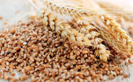 Buğdayın kilogramı en yüksek 8,501 liradan satıldı.