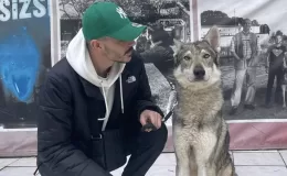 İstanbul “Başakşehir’deki aç kurtlar” gerçekte Çekoslovak kurt köpeği çıktı