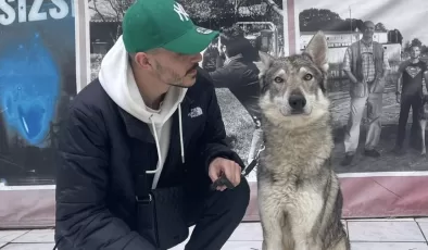 İstanbul “Başakşehir’deki aç kurtlar” gerçekte Çekoslovak kurt köpeği çıktı