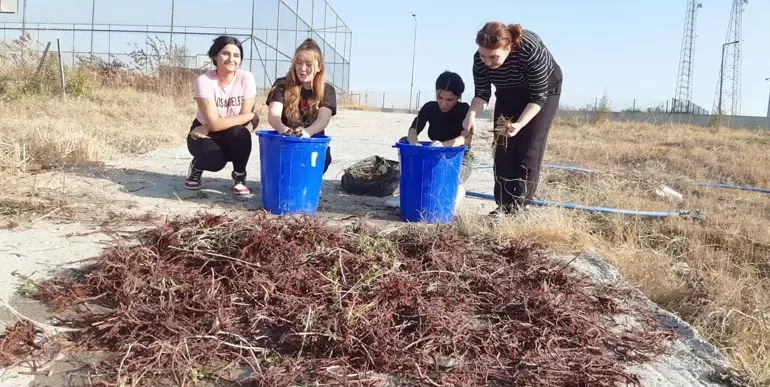 Edirne’de üniversite öğrencileri kök boya bitkisi hasadı yaptı