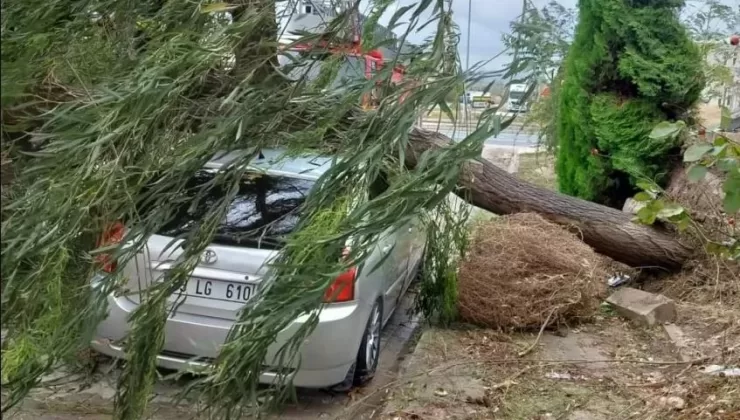 Malkara’da fırtına nedeniyle ağaçlar devrildi