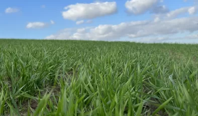 Çiftçilere, tohumun toprakla daha geç buluşturulması tavsiyesi