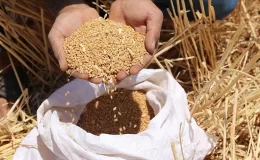 Buğdayın kilogramı en yüksek 9,797 liradan satıldı