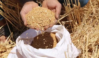 Buğdayın kilogramı en yüksek 9,265 liradan satıldı