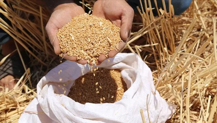 Buğdayın kilogramı en yüksek 9,265 liradan satıldı