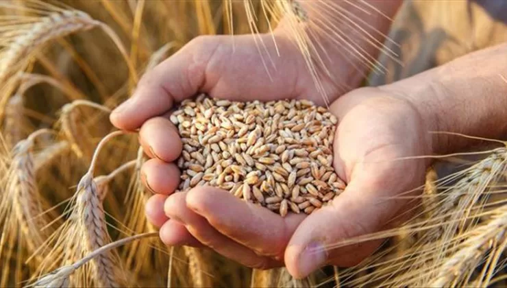 Borsada buğdayın kilogramı en yüksek 9,624 liradan satıldı