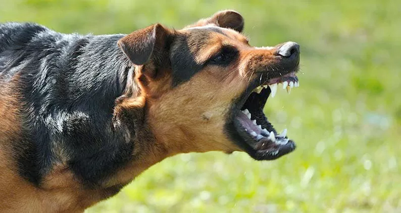 Kız öğrenci yurdunda köpek saldırdı