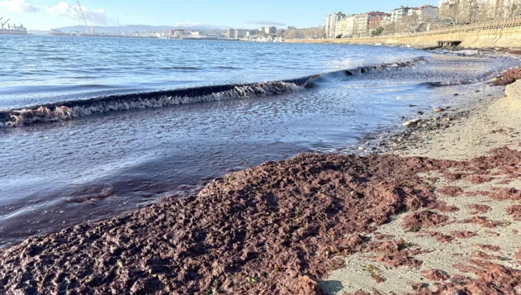 Tekirdağ’da lodos nedeniyle sahilde kırmızı yosun birikti