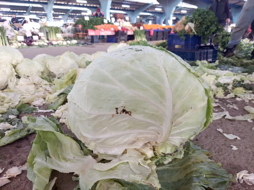 Ata tohumu ile dev lahana yetiştirdi