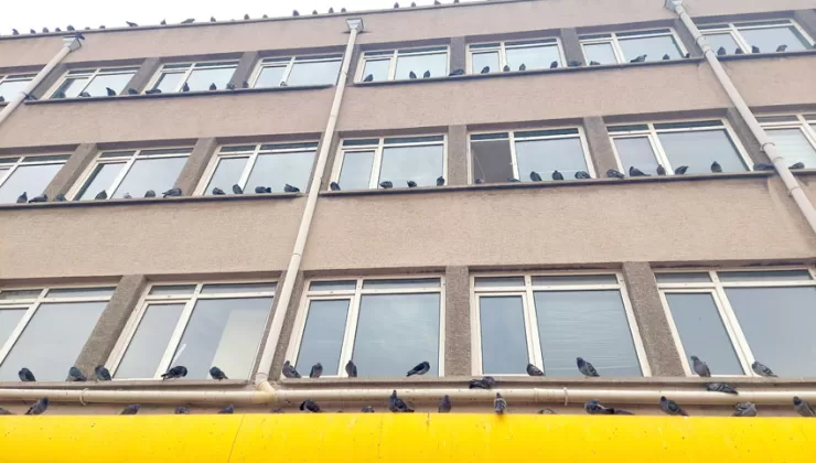 Güvercinler PTT binasını mesken tuttu