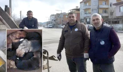 Çöpe atılan 5 köpek yavrusunu temizlik işçileri buldu